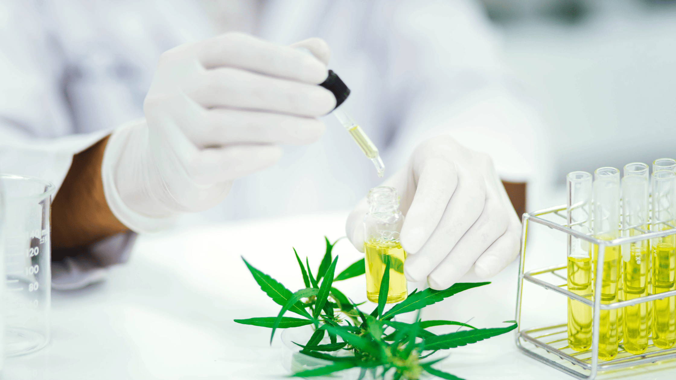 CBD-Analysezertifikat (COA): So lesen Sie es vor dem Großhandelseinkauf