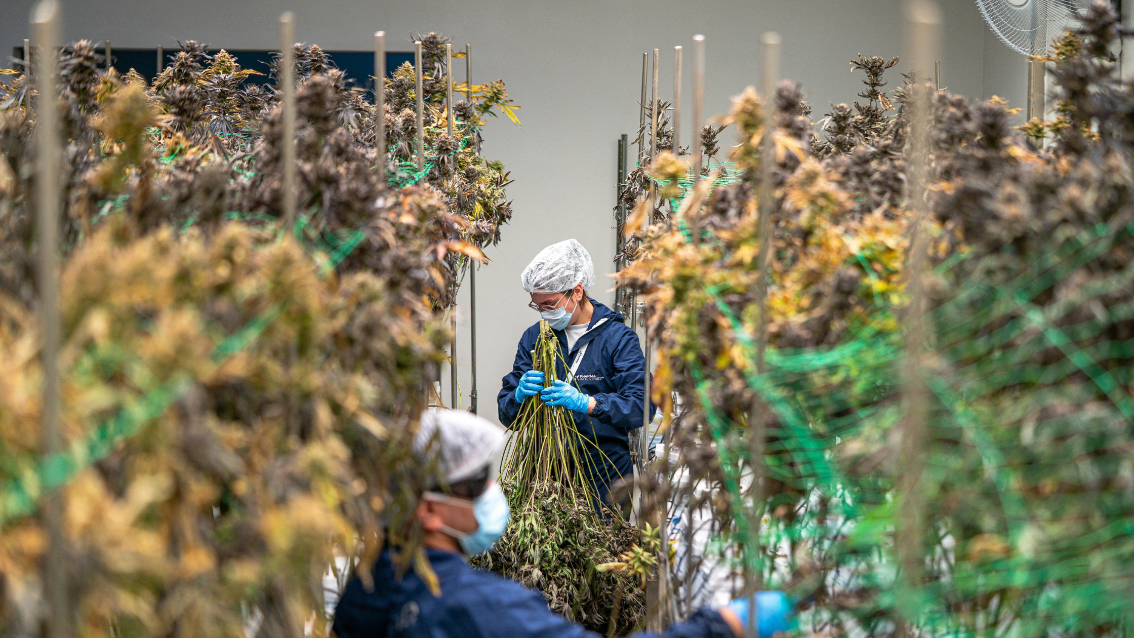 Achat CBD professionnels & grossiste chanvre