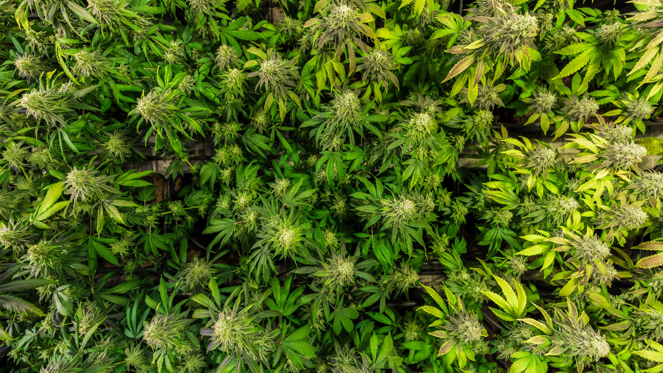Achat CBD en gros : guide complet pour les revendeurs et grossistes
