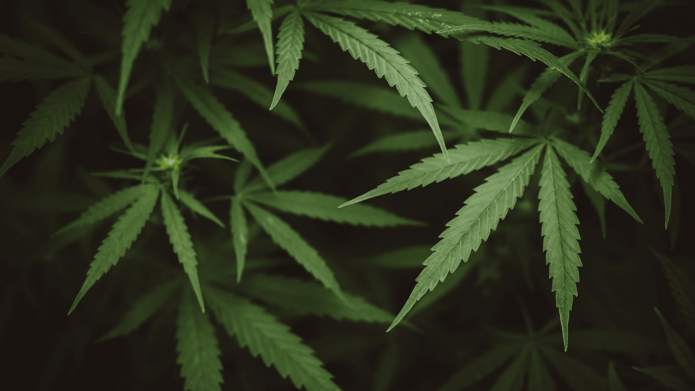Fleur CBD édition limitée : sélection premium, lots exclusifs & achat en gros CBD