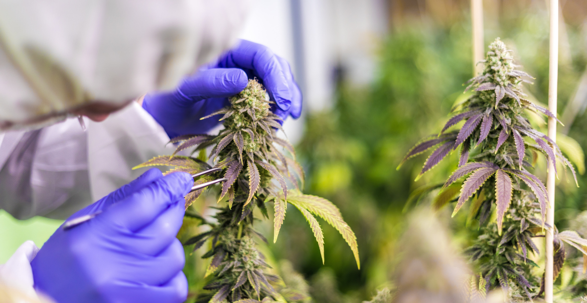 Résine CBD Libanais Rouge : Découvrez une excellence issue de savoie !