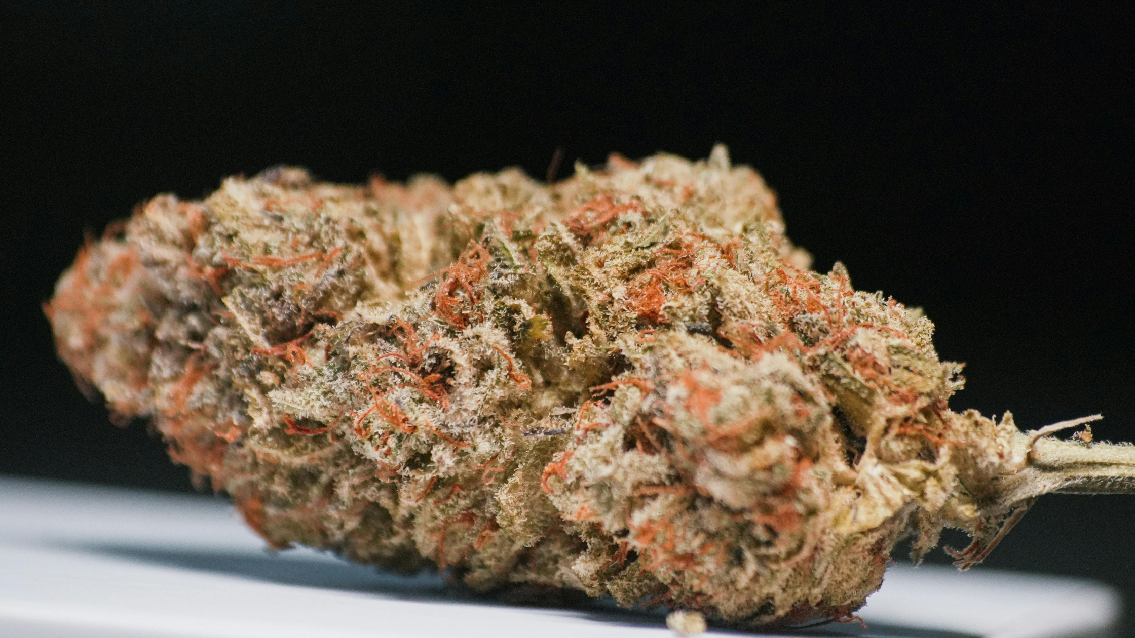 Fleurs CBD et monopole du tabac : quels risques pour le marché professionnel du chanvre ? 