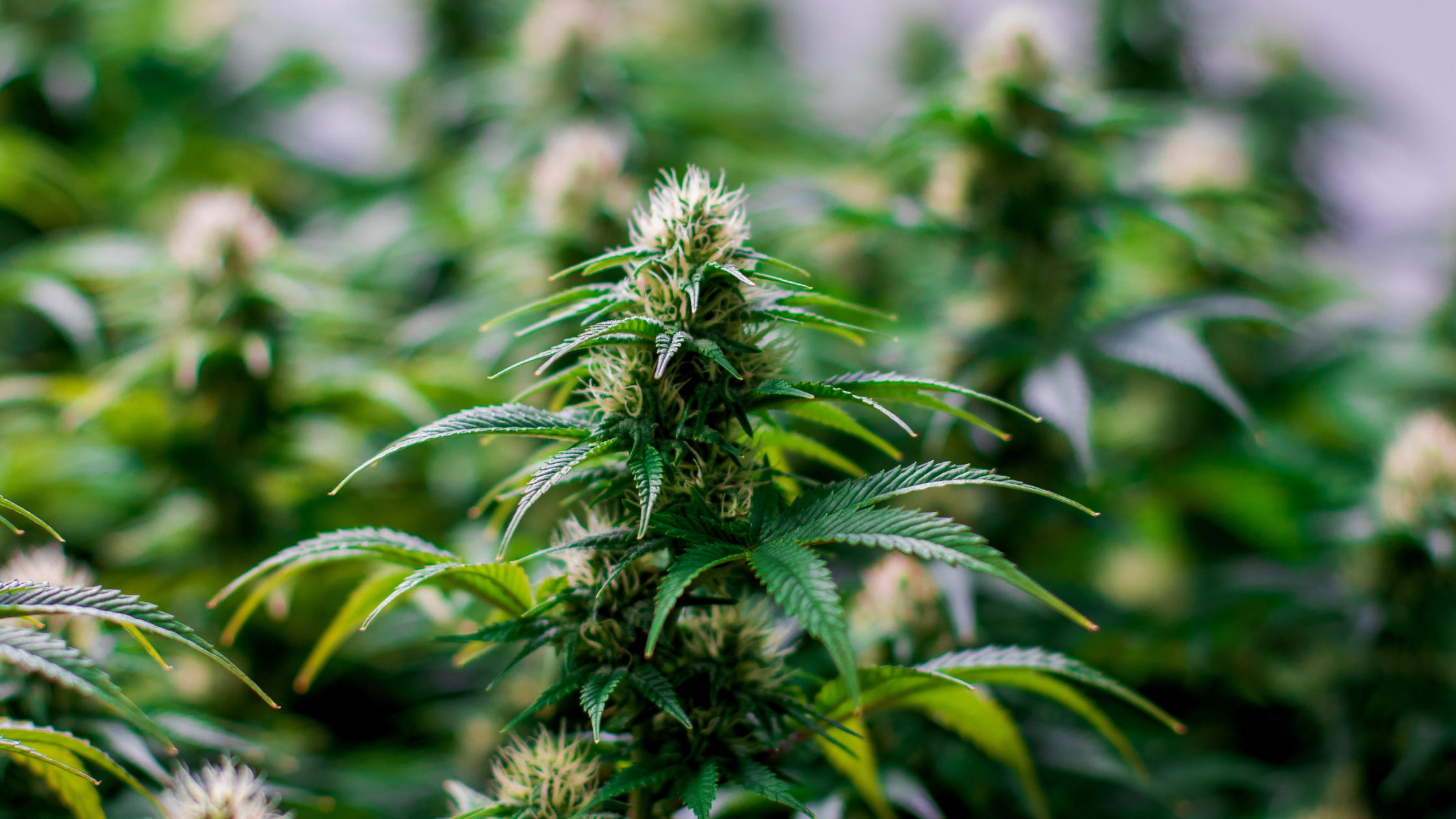 Professionnels CBD : comprendre la réglementation 2025
