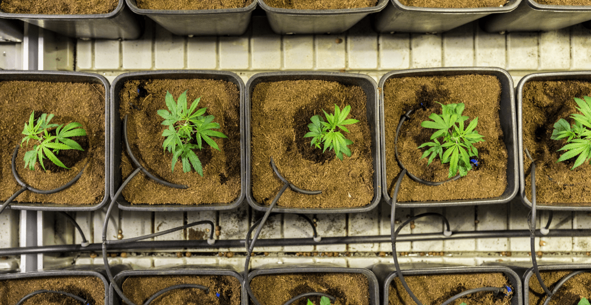 Résines CBD en gros : choisir les meilleurs hash CBD pour votre boutique !