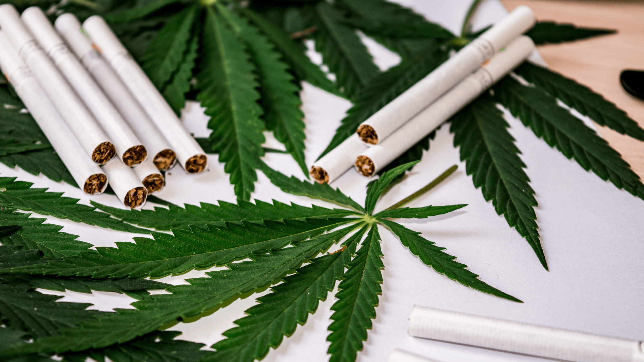 Cigarettes CBD en Gros : Construire une Offre Rentable pour Boutique et Revendeur