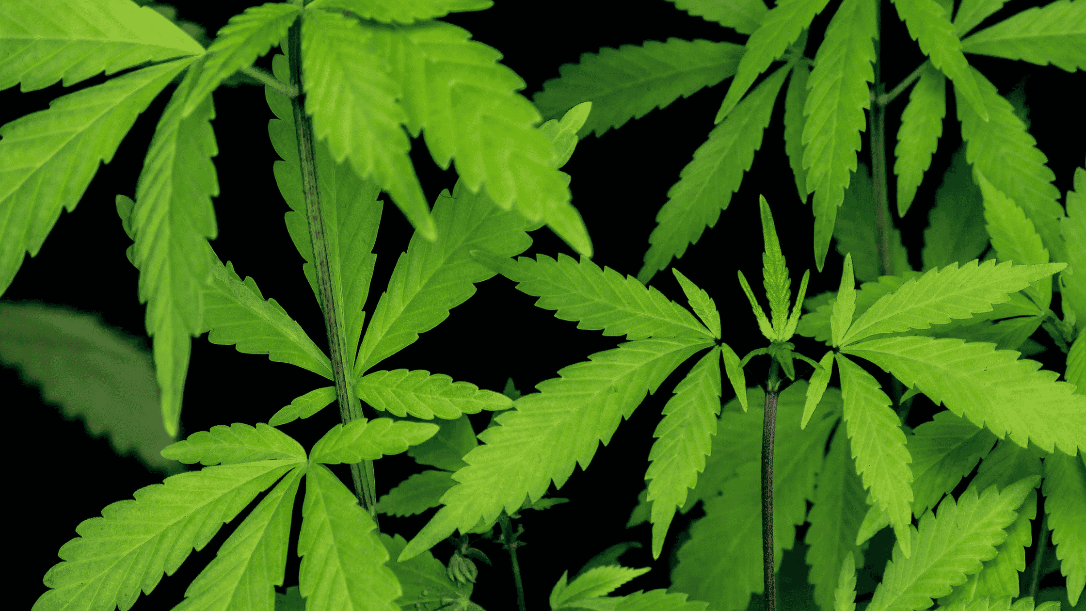 Comment négocier ses achats CBD pour améliorer sa marge en magasin