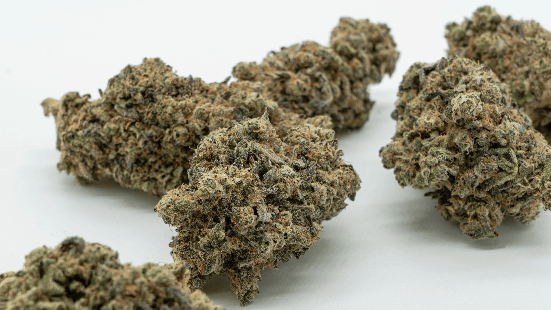 Fleur CBD en gros : structurer une gamme hydro, indoor et small bud en boutique