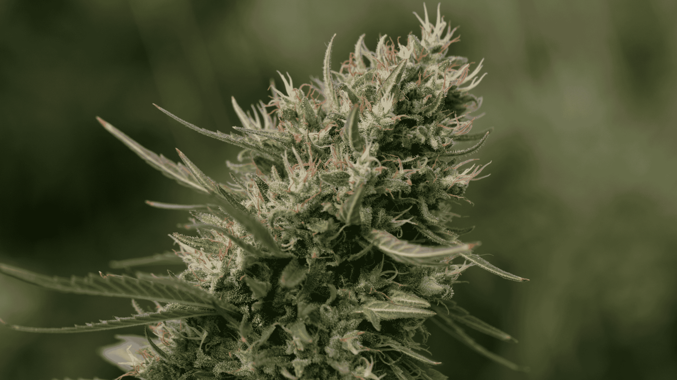 Hydro vs Indoor : quelle différence pour un revendeur CBD ?