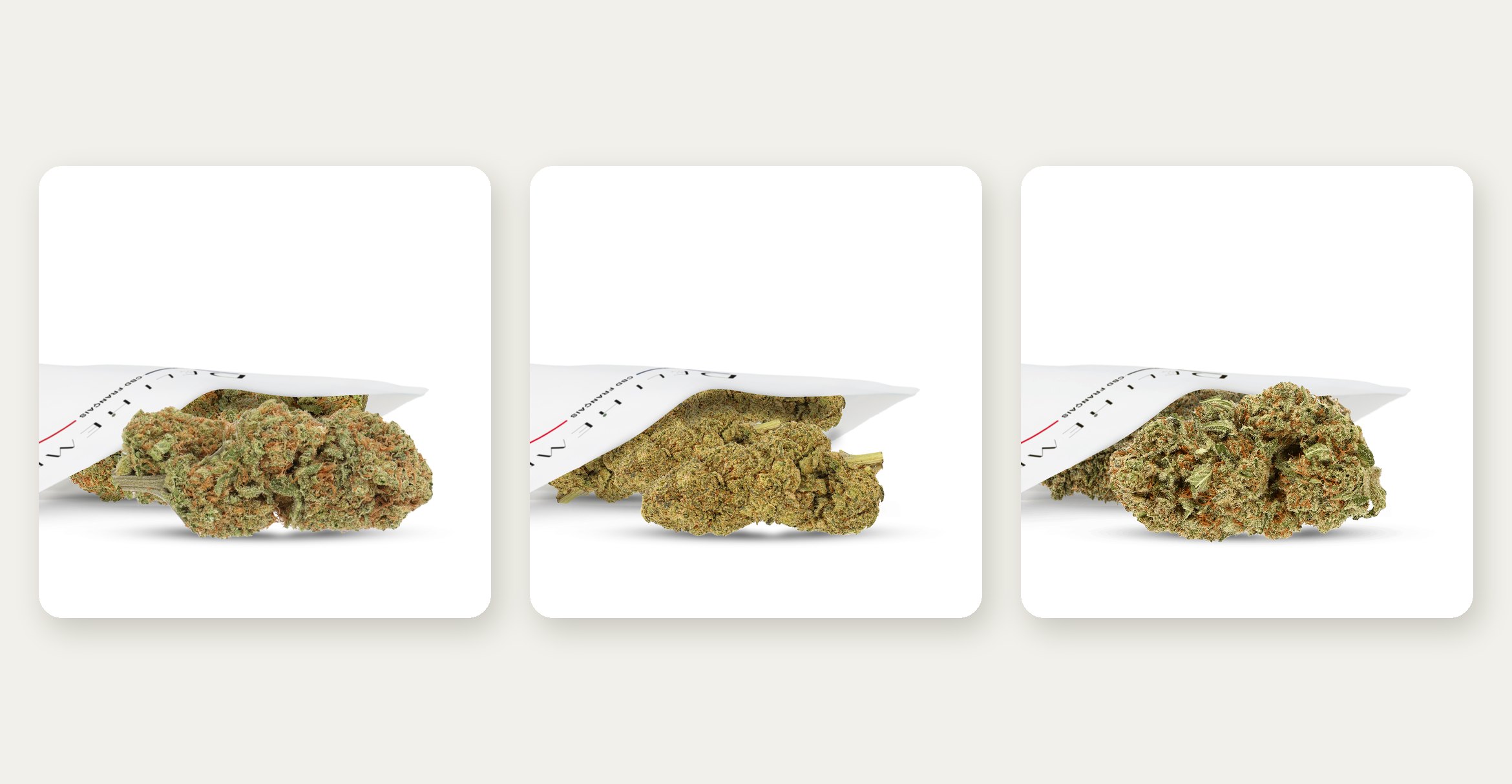 Fleur CBD hydroponique : ce qui la distingue et à quel prix l'acheter en gros