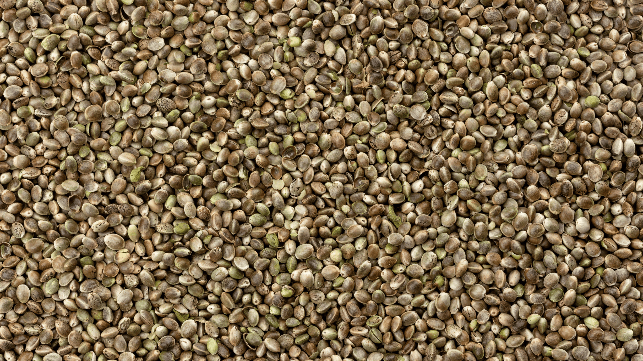 Graines CBD Professionnelles 2026 : Variétés Fiables pour Revendeurs et Cultivateurs