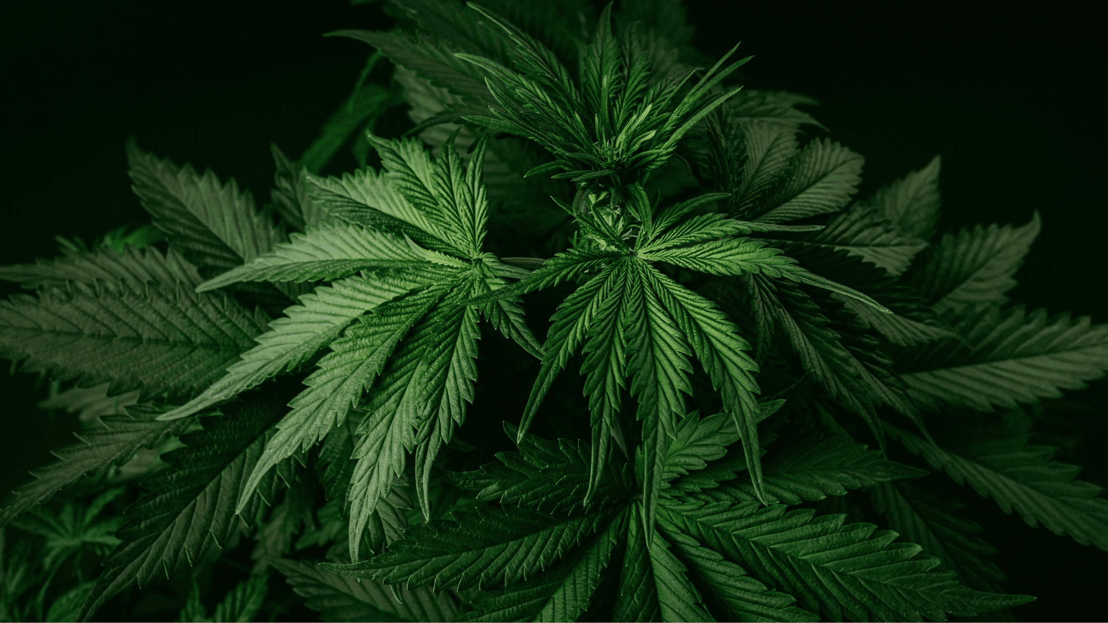 Grossiste CBD Pas Cher en 2026 : Fournisseur CBD France pour Revendeurs en Ligne