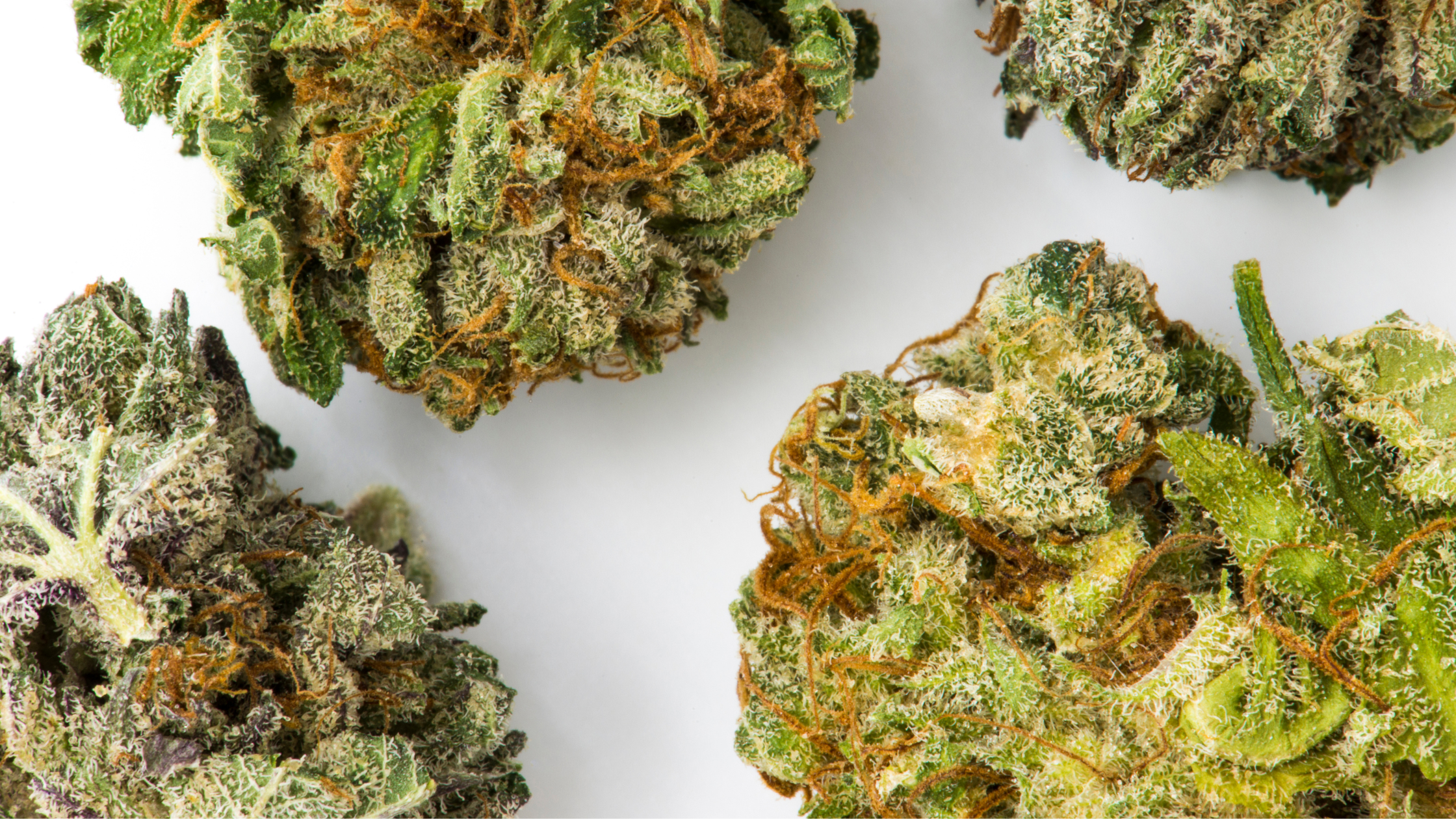 Fleurs CBD Grossiste 2026 : Structurer une Gamme Rentable pour Boutiques et Revendeurs