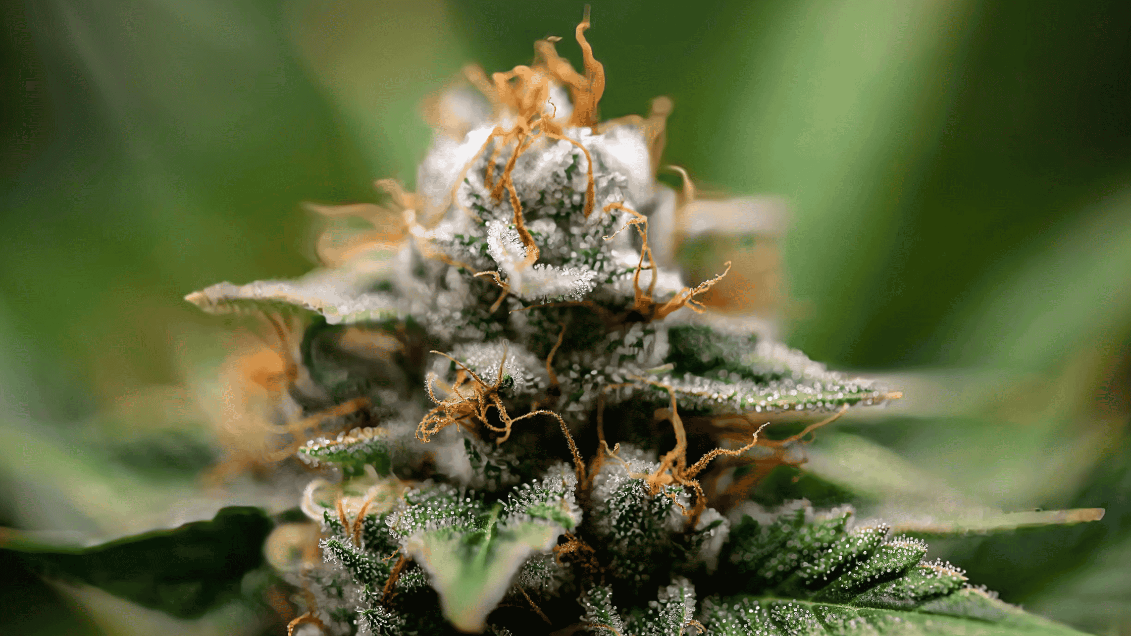Fleurs CBD : indoor, greenhouse, outdoor que proposer en magasin pour vendre efficacement ?