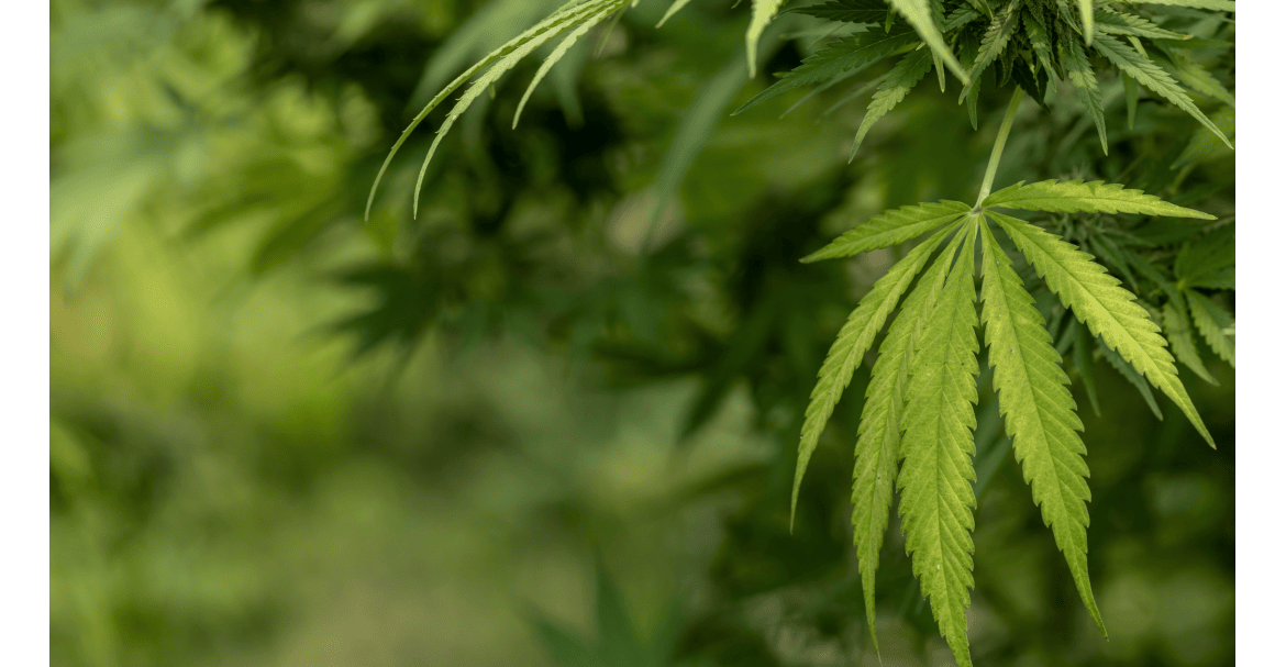 Profitez de -10 % dès 1 000 € d’achat sur Deli Hemp Pro