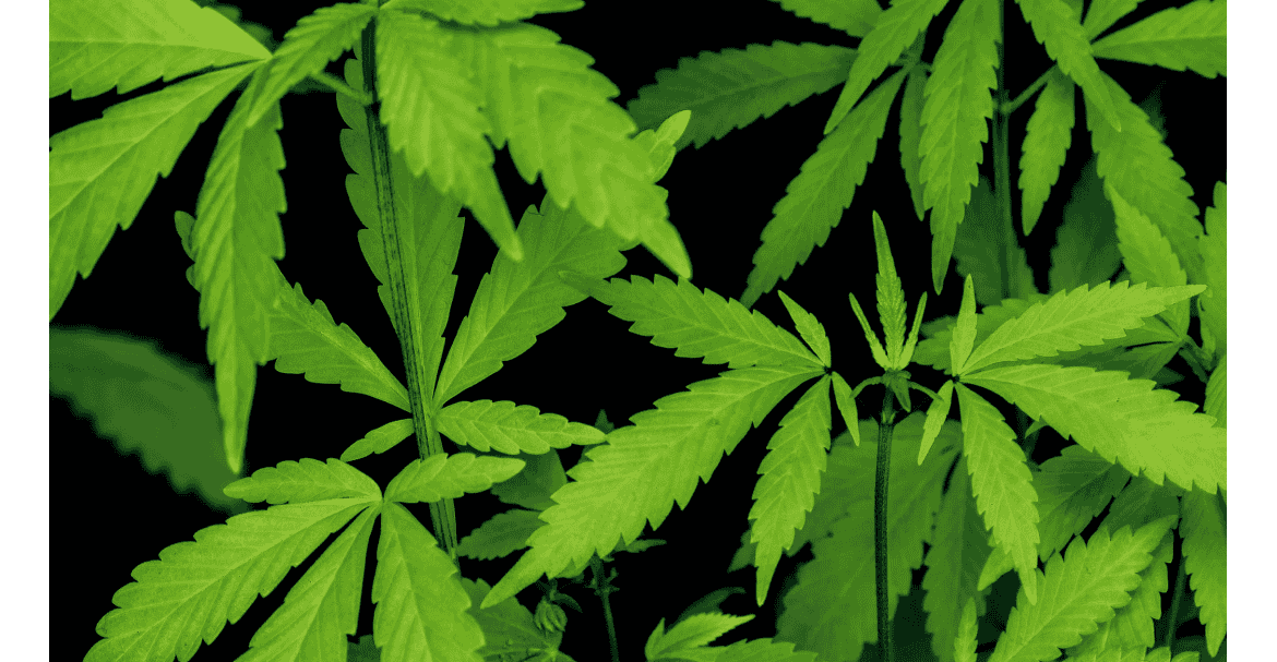 Comment négocier ses achats CBD pour améliorer sa marge en magasin