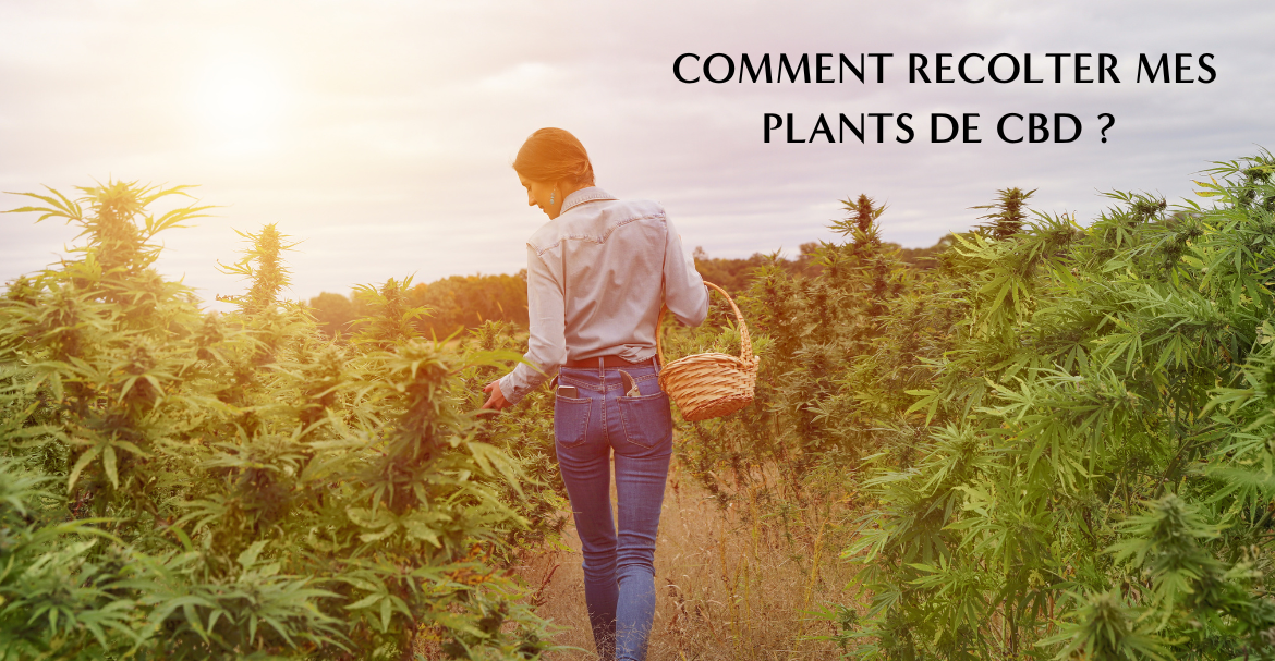 CBD et Conduite : Est-ce compatible ?  Est-ce légal en cas de contrôle routier ?