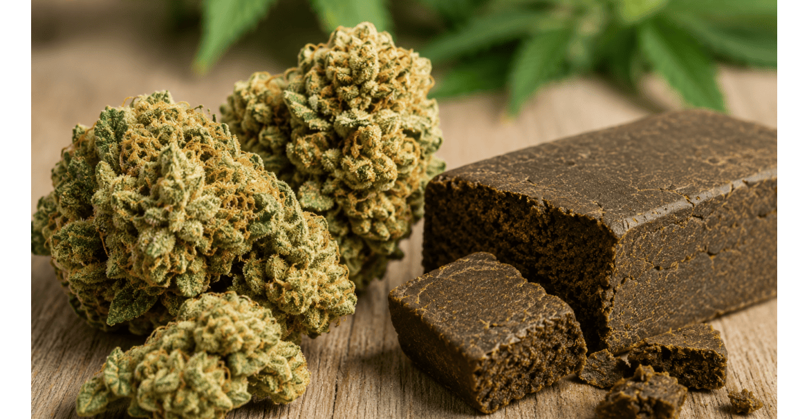 Fleurs CBD ou résines CBD : quelles références génèrent le plus de rotation en boutique ?