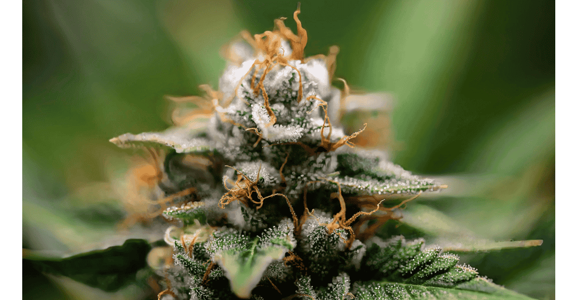 Fleurs CBD : indoor, greenhouse, outdoor que proposer en magasin pour vendre efficacement ?