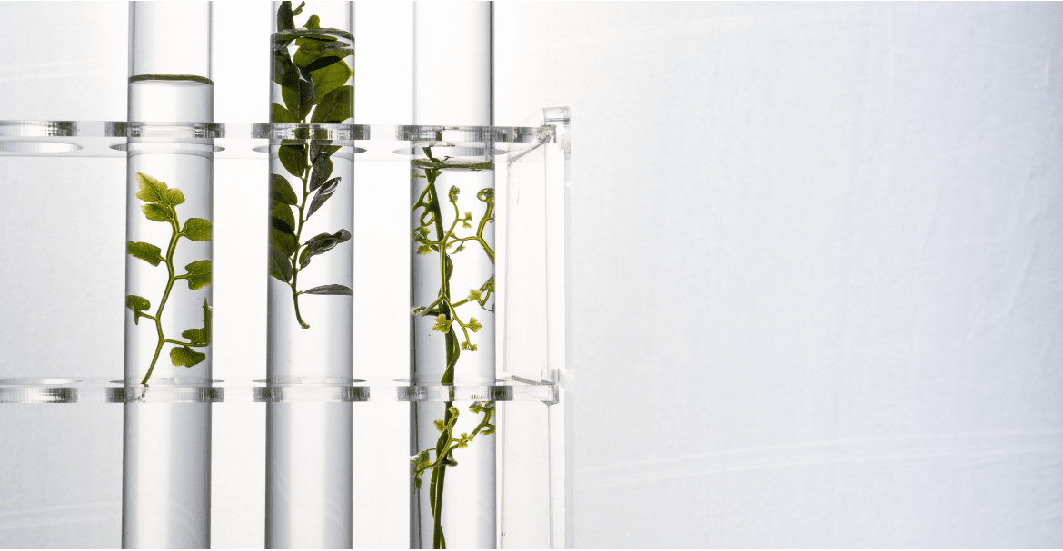 HHC-H : Le futur du cannabis - Tout ce que vous devez savoir !  