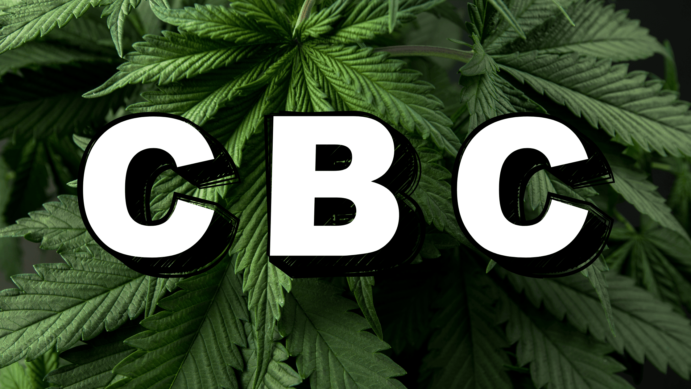 Résine CBC grossiste 2026 : Fournisseur professionnel en cannabichromène pour diversifier votre gamme CBD