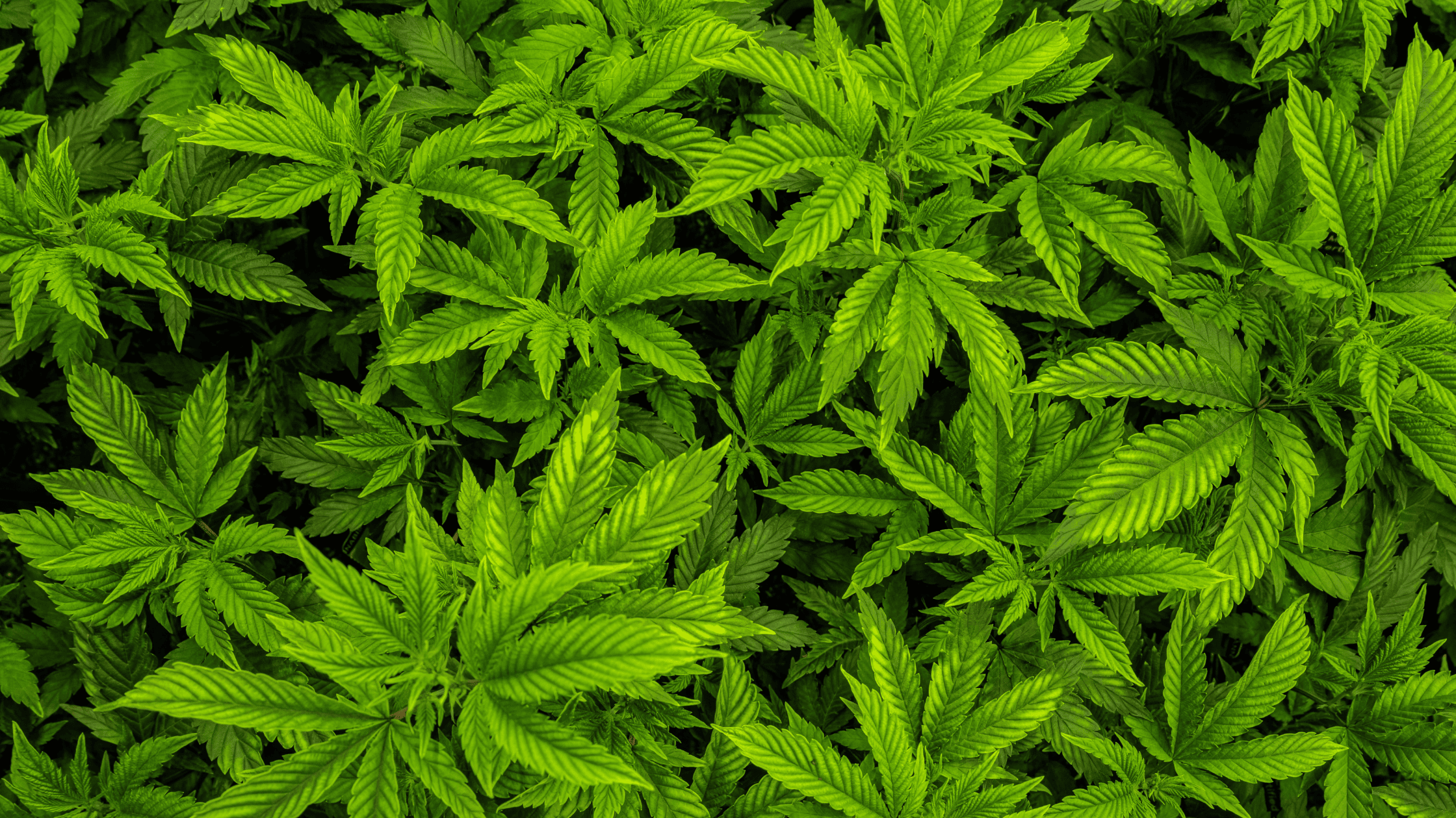 Résines CBD : comment sélectionner une gamme performante et conforme en 2026
