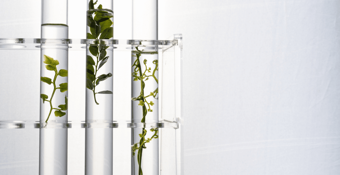 HHC-H : Le futur du cannabis - Tout ce que vous devez savoir !  